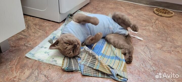 Шикарная кошка в добрые руки