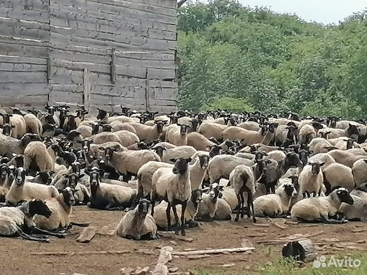 Овцематки романовской породы