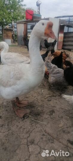 Семья гусей