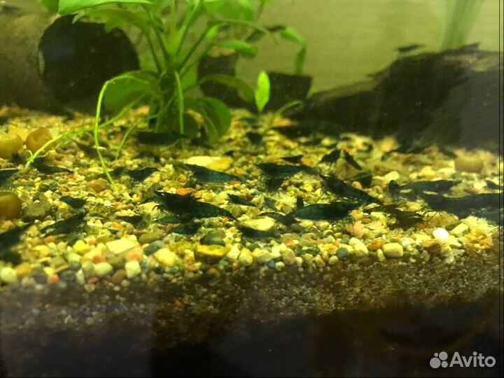 Креветки, раки,улитки, растения,мхи