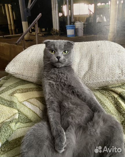 Шотландская кошка вязка