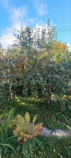 Участок 7 сот. (СНТ, ДНП)