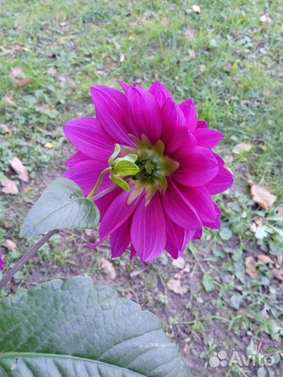 Георгины клубни