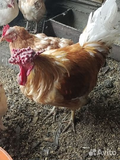 Молодые петухи