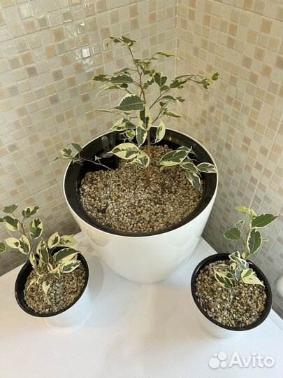 Фикус Бенджамина пестролистный