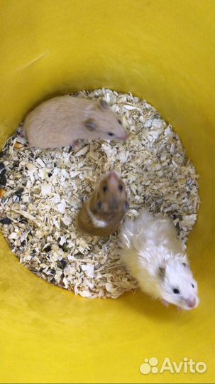 Хомячок сирийский золотистый сатиновый