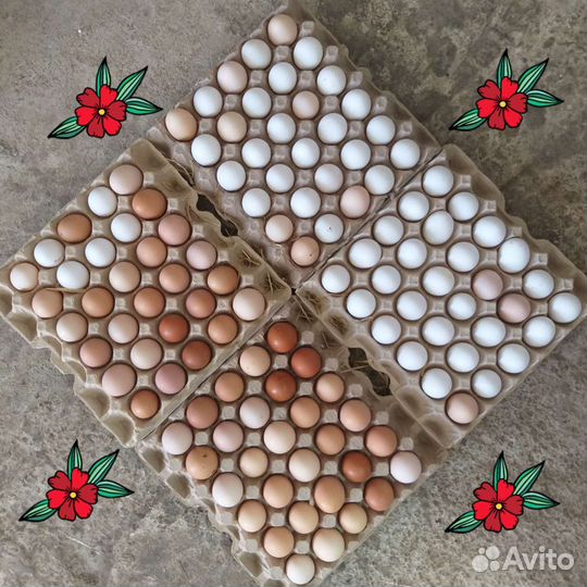 Домашние куриные яйца