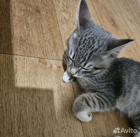 Котята в добрые руки бесплатно мальчик