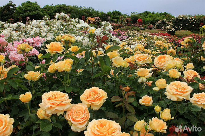 Саженцы роз