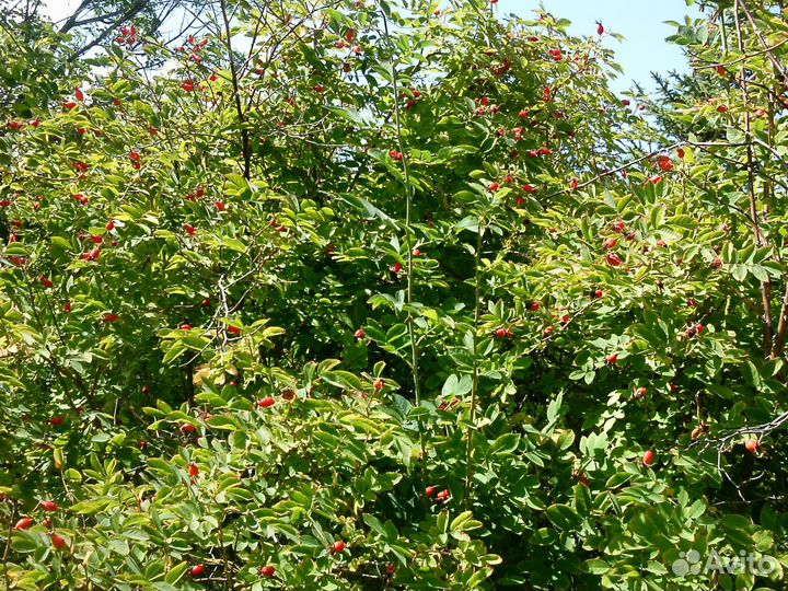 Саженцы шиповника, малины