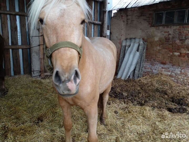 Продам лошадь