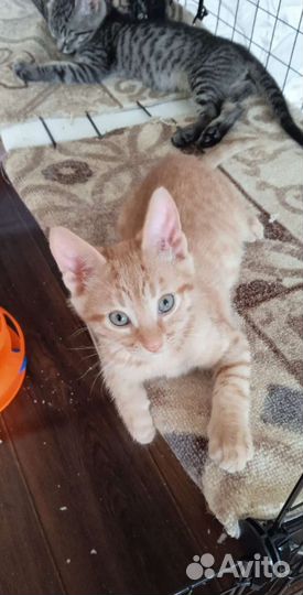Рыжий ласковый котёнок 2 мес ищет семью