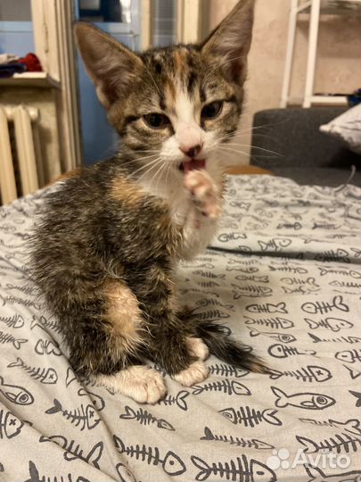 Помогите Уличная девочка, 2 месяца