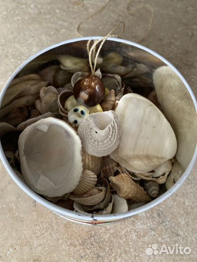 Ракушки даром