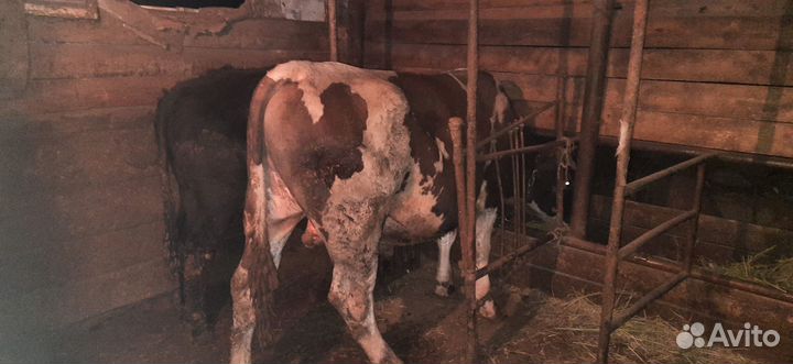 Быки Тёлки на мясо