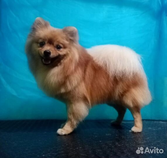 Щенки померанского шпица