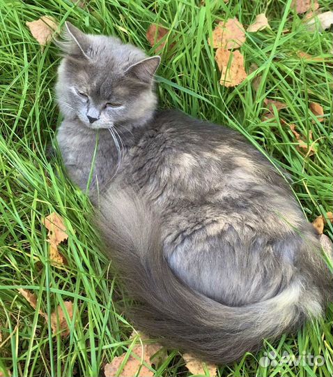 Маргоша ищет дом, не может себя защитить