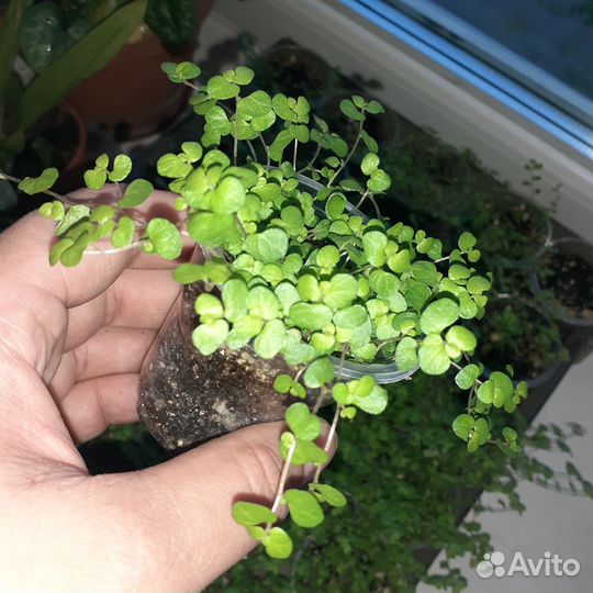 Солейролия