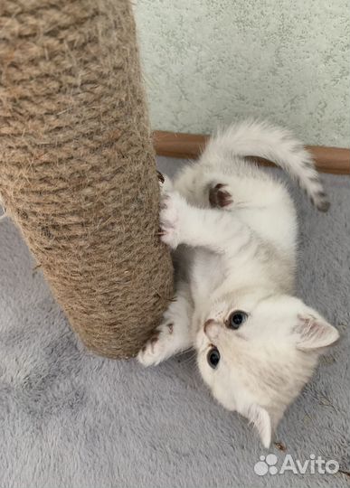 Британская кошка