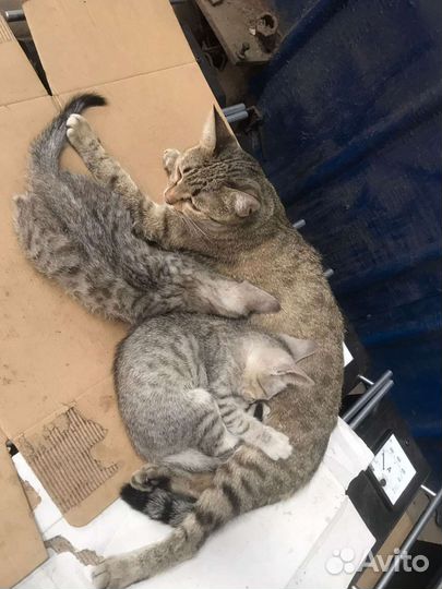 Котята в добрые руки