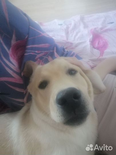Продам лабрадора
