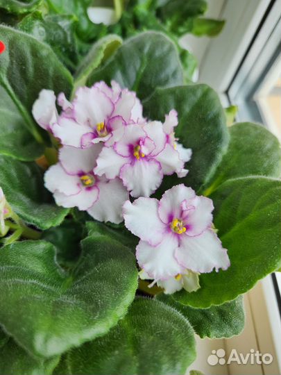 Фиалки цветущие в горшке