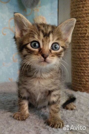 Котята, девочки