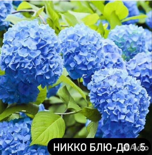 Гортензия крупнолистная в горшке, ремонтантная