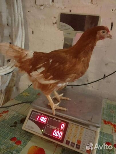 Куры молодки