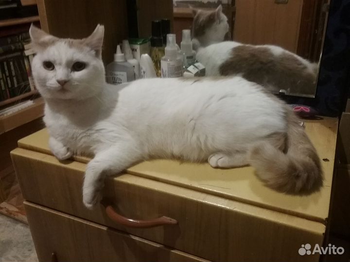 Кошка Турецкий Ван метис