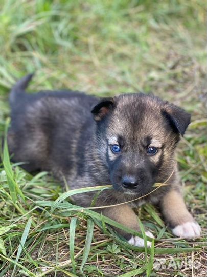 Щенки хаски бесплатно