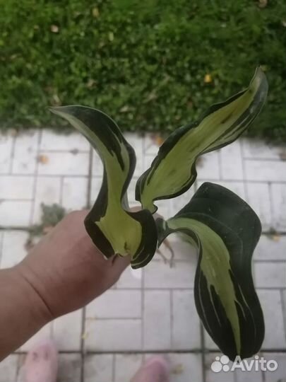 Хоста Булфрог