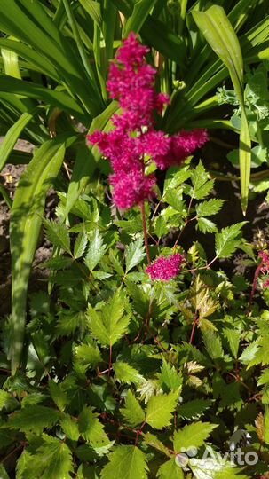 Астильба, мак декоративный