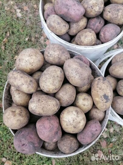 Продам картофель