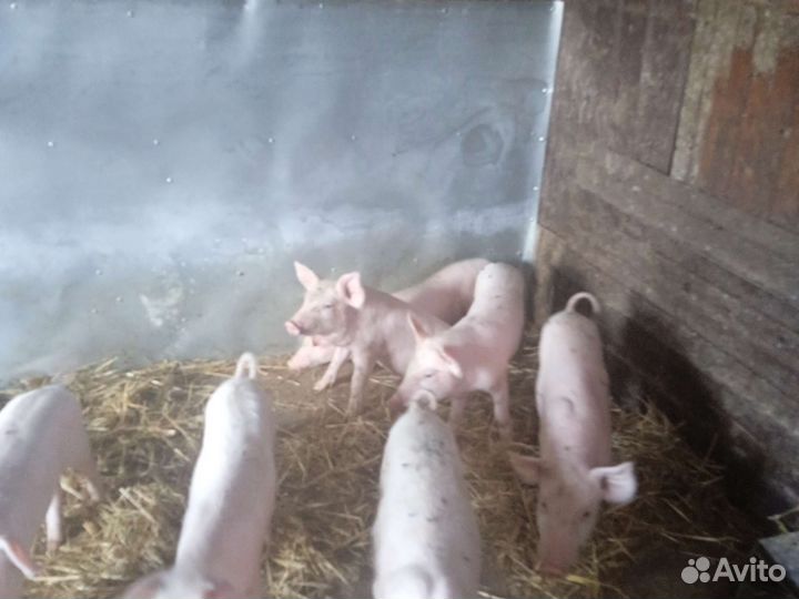 Поросята