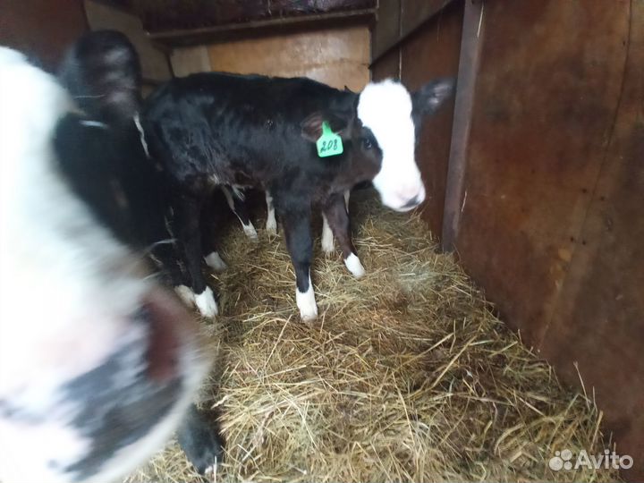 Телята и бычки