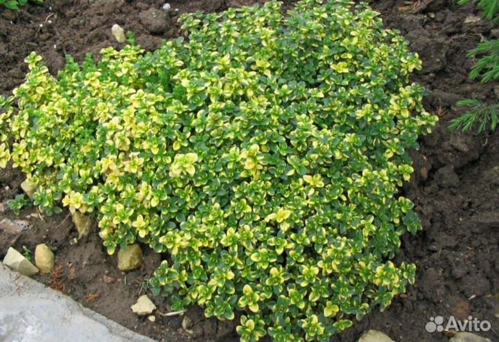 Тимьян лимоннопахнущий пряные травы