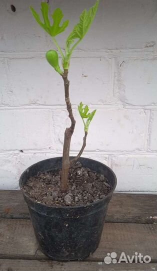 Саженцы инжира зкс