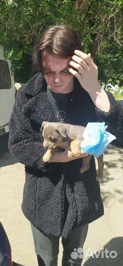 Зоотакси Перевозка животных