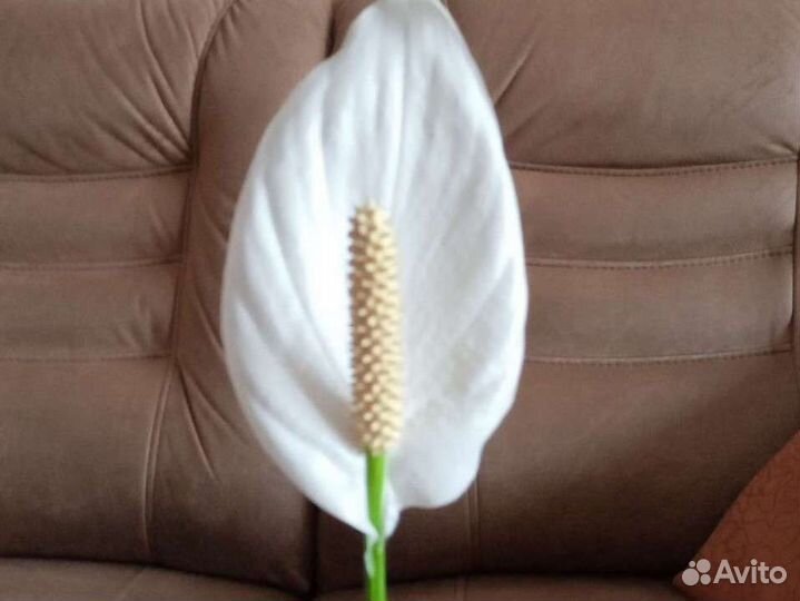 Спатифиллум, кордилина шефлера