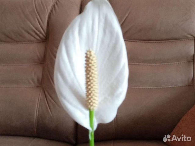 Спатифиллум, кордилина шефлера