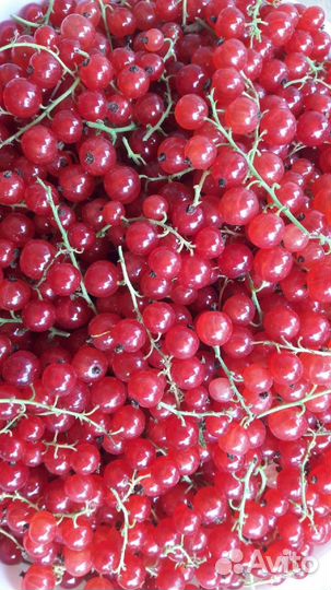 Красная смородина
