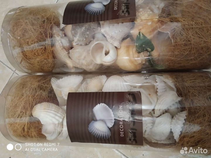 Морские ракушки раковины