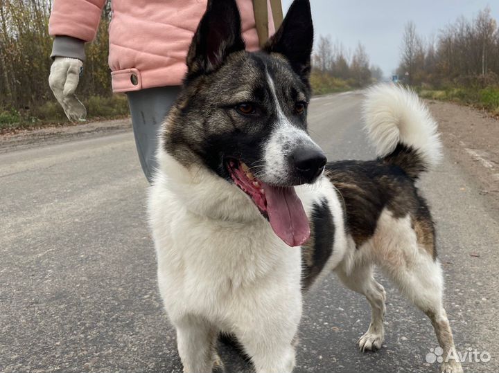 Счастливчик жил в квартире, но пёс был предан