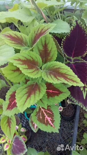 Колеус Блюме