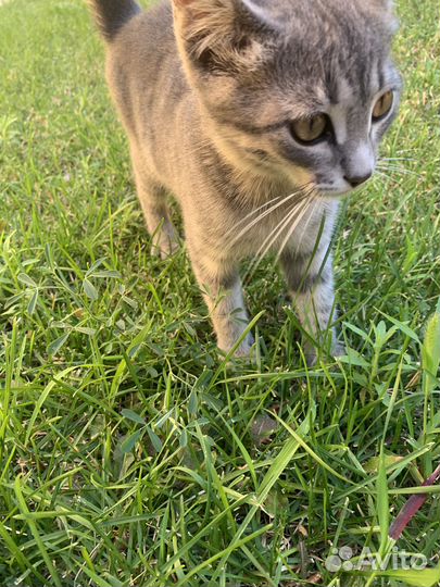 Котята в добрые ручки