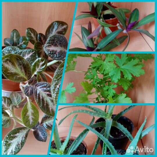 Комнатные цветы