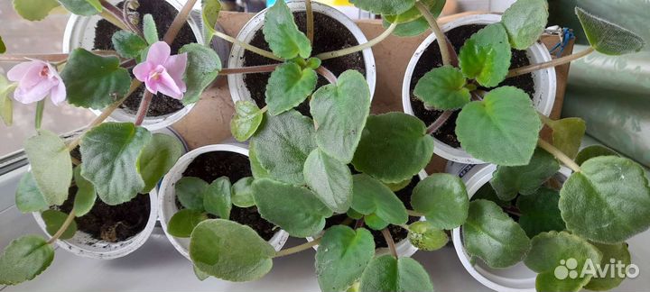 Фиалка розовая