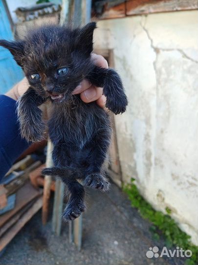 Котенок девочка в добрые руки