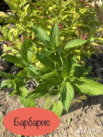 Саженцы мяты Персик Медовая сота и др